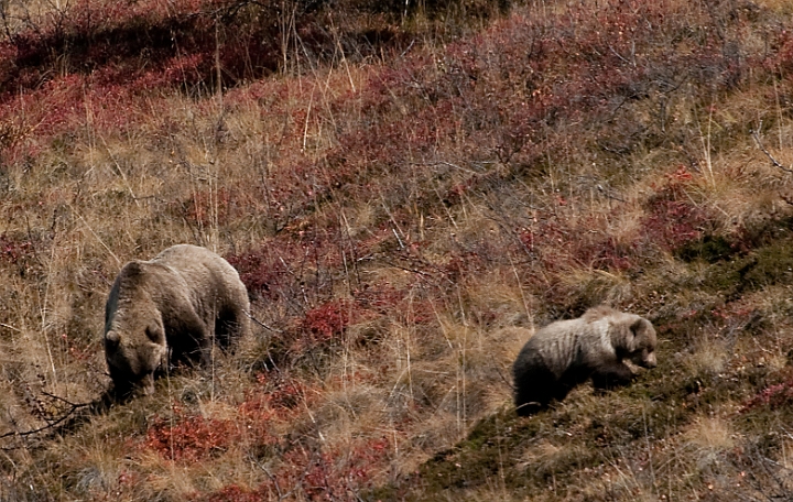 Grizzly & Cub 6159.jpg